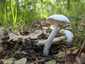 Fehér galóca (Amanita verna), Dél-Pest